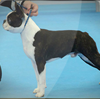 Boston Terrier. Kennedy´s Special Story Bee. Boston Terrier. Kennedy´s Special Story Bee.