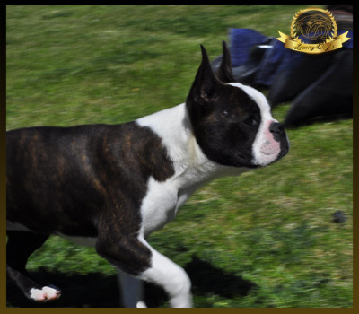 Boston Terrier. Denia Varón De Verona.