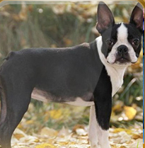 Boston Terrier. Luxury Dogs Miss Fressia. Boston Terrier. Luxury Dogs Miss Fressia.