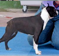 Boston Terrier. Okeanskiy Veter Orchestra. Boston Terrier. Okeanskiy Veter Orchestra.