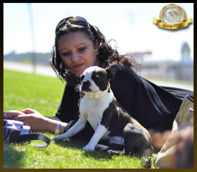 Boston Terrier. Denia Varón De Verona. Boston Terrier. Denia Varón De Verona.