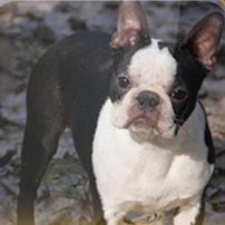Boston Terrier. Pinchecarneiro Baby Blue. Boston Terrier. Pinchecarneiro Baby Blue.