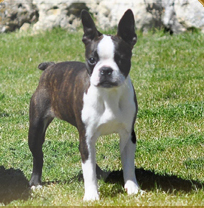 Boston Terrier. Denia Varón De Verona. Boston Terrier. Denia Varón De Verona.