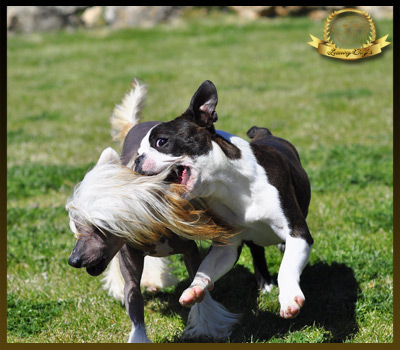 Boston Terrier. Denia Varón De Verona.
