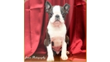 Boston Terrier. Circle J´s One In A Million.