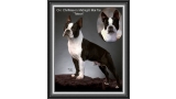 Boston Terrier.  Ch. Chrismaso´s Midnight Mai Tai.