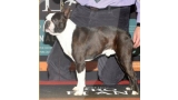 Boston Terrier. Ch. Del Carmen De Los Arrayanes Camaron. Boston Terrier. Ch. Del Carmen De Los Arrayanes Camaron.