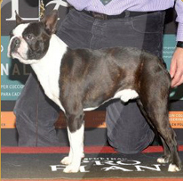 Boston Terrier.  Ch. Del Carmen De Los Arrayanes Camaron.