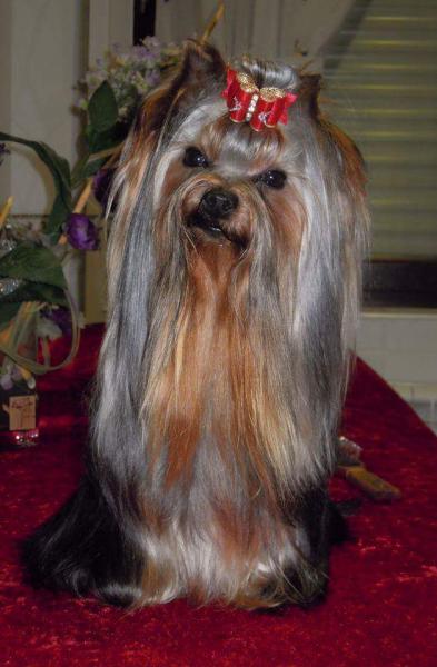Yorkshire Terrier. Moonshadow De Las Cirajas. Yorkshire Terrier. Moonshadow De Las Cirajas.