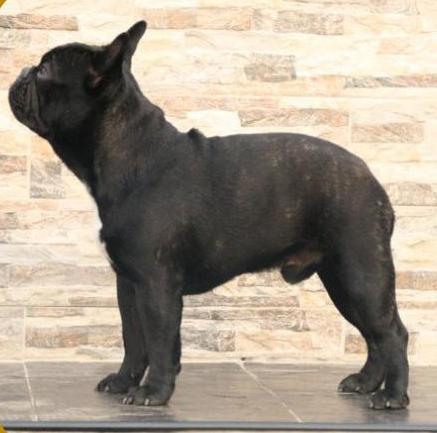 Bulldog Francés. Gustavo Of Little Bombardier.