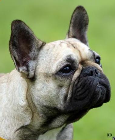 Bulldog Francés. Lebull´s Alleandra At Rey Astur.