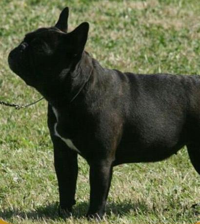 Bulldog Francés. Cuba D´rey Astur.
