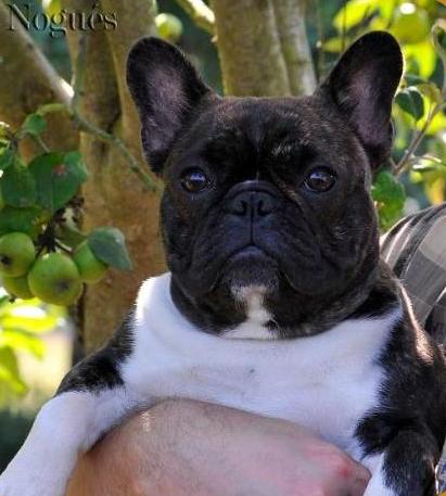 Bulldog Francés. A´dobra D´rey Astur.