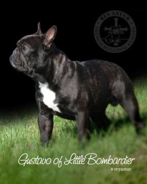 Bulldog Francés. Gustavo Of Little Bombardier. Bulldog Francés. Gustavo Of Little Bombardier.