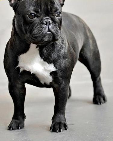 Bulldog Francés. Bora Bora D´Rey Astur.