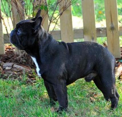 Bulldog Francés. Gustavo Of Little Bombardier. Bulldog Francés. Gustavo Of Little Bombardier.