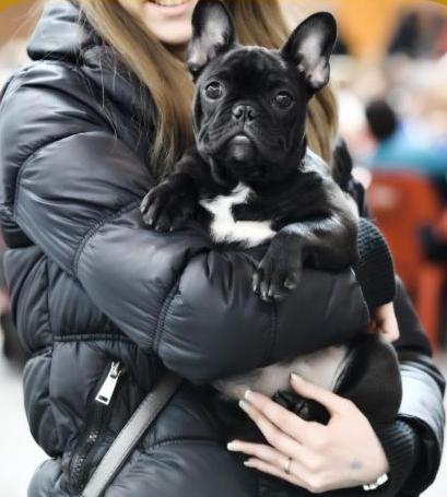 Bulldog Francés. Cuba D´rey Astur.