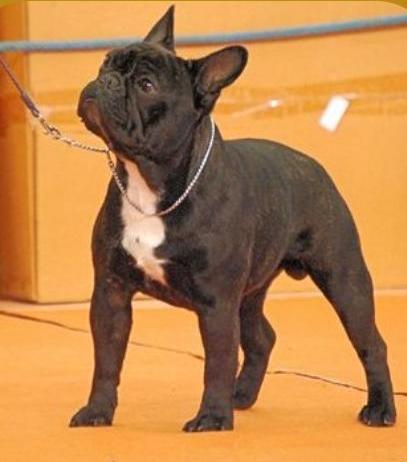 Bulldog Francés. Gustavo Of Little Bombardier. Bulldog Francés. Gustavo Of Little Bombardier.