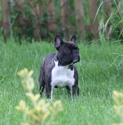Bulldog Francés. A´dobra D´rey Astur.