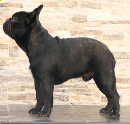 Bulldog Francés. Gustavo Of Little Bombardier. Bulldog Francés. Gustavo Of Little Bombardier.