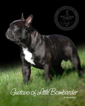 Bulldog Francés. Gustavo Of Little Bombardier.