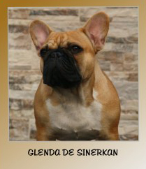 Bulldog Francés. Glenda De Sinercan.