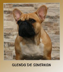 Bulldog Francés. Glenda De Sinercan. Bulldog Francés. Glenda De Sinercan.