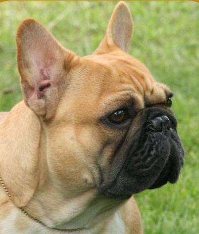 Bulldog Francés. Glenda De Sinercan. Bulldog Francés. Glenda De Sinercan.