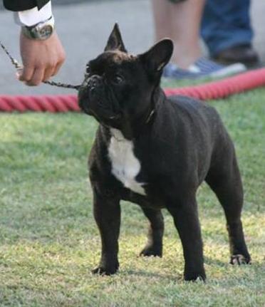 Bulldog Francés. Gustavo Of Little Bombardier. Bulldog Francés. Gustavo Of Little Bombardier.