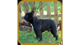 Bulldog Francés. Gustavo Of Little Bombardier.