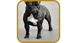 Bulldog Francés. Bora Bora D´Rey Astur.