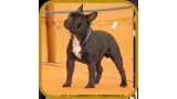 Bulldog Francés. Gustavo Of Little Bombardier.