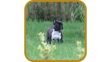 Bulldog Francés. A´dobra D´rey Astur.