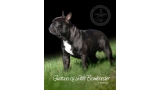 Bulldog Francés. Gustavo Of Little Bombardier.