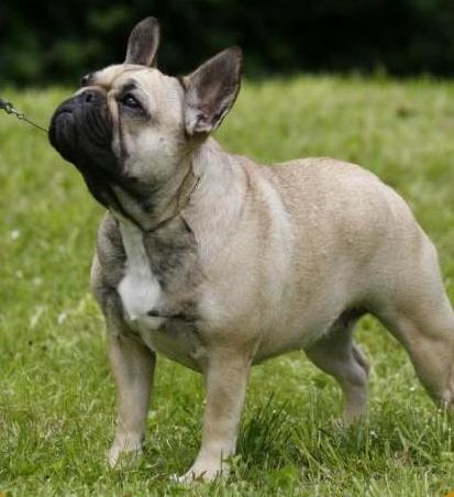 Bulldog Francés. Lebull´s Alleandra At Rey Astur. Bulldog Francés. Lebull´s Alleandra At Rey Astur.