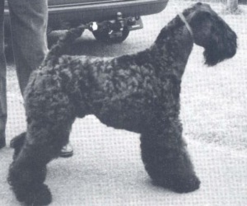 Kerry Blue Terrier. Ch. Louisburgh Danny Boy.