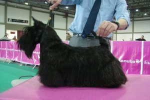 Scottish Terrier. Filisite Brash Glamorous Delight.