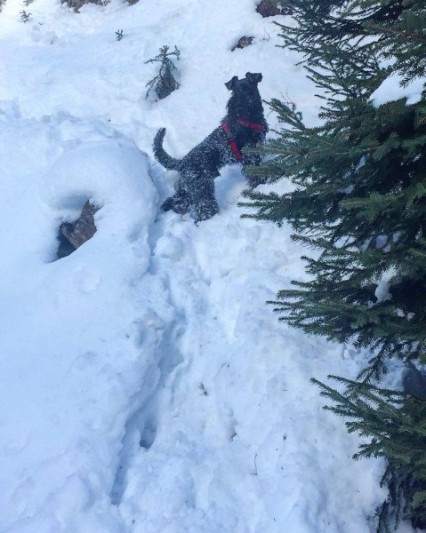 Kerry Blue Terrier. Cooper en la nieve
