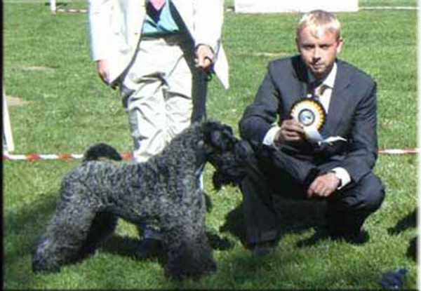 Kerry Blue Terrier. Camada 3H. Multi Ch. Leto Atreides de La Cadiera