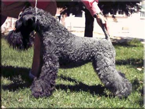 Kerry Blue Terrier. Baila Princesa de Chapeau Terrier at La Cadiera. 