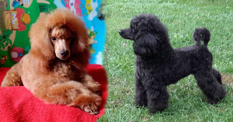 Camada 2506. Caniche. Camada 2507. Camada 2506. Caniche. Camada 2507.