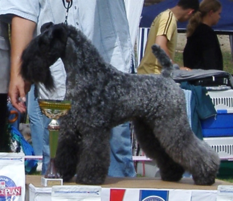Kerry Blue Terrier. Dinnyesvarosi Dixi. Kerry Blue Terrier. Dinnyesvarosi Dixi.