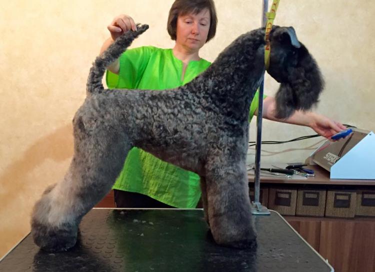 Kerry Blue Terrier.  Ch. La Cadiera Fenomeno Azul.