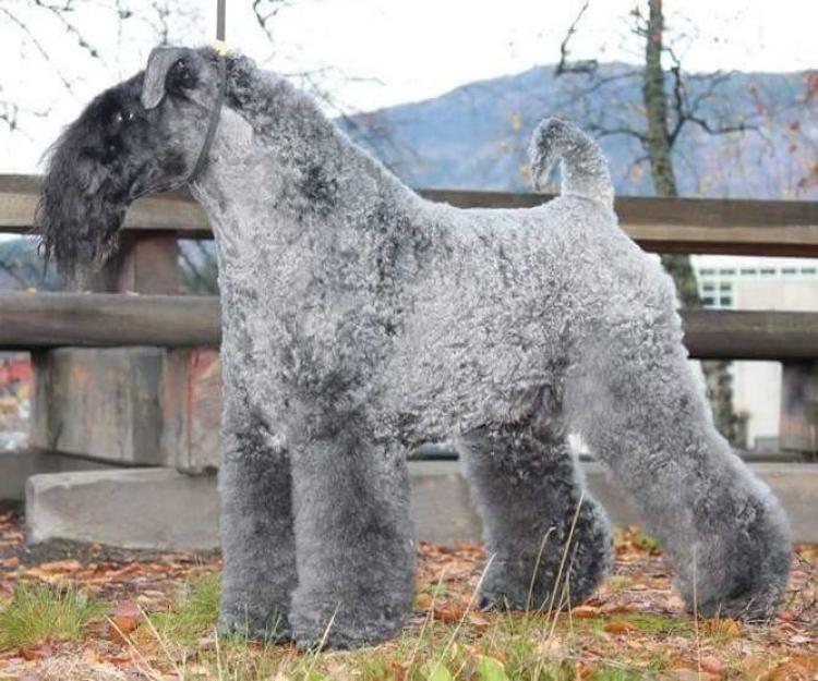Kerry Blue Terrier.  Ch. Dalstar Shakira. Kerry Blue Terrier.  Ch. Dalstar Shakira.
