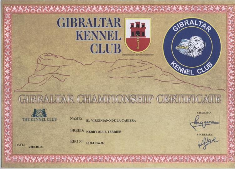 Kerry Blue Terrier.  Gibraltar Ch. El Virginiano de La Cadiera.