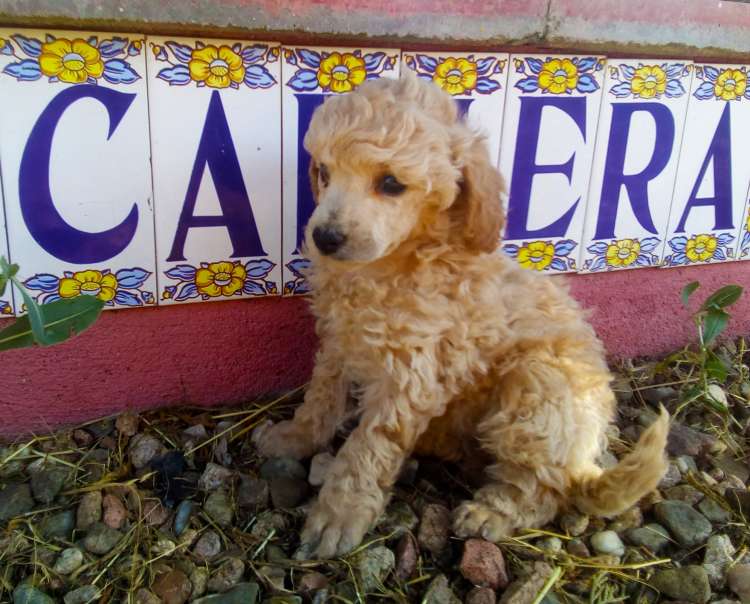 Camada 3L. La Cadiera Lady Love. 6 semanas.