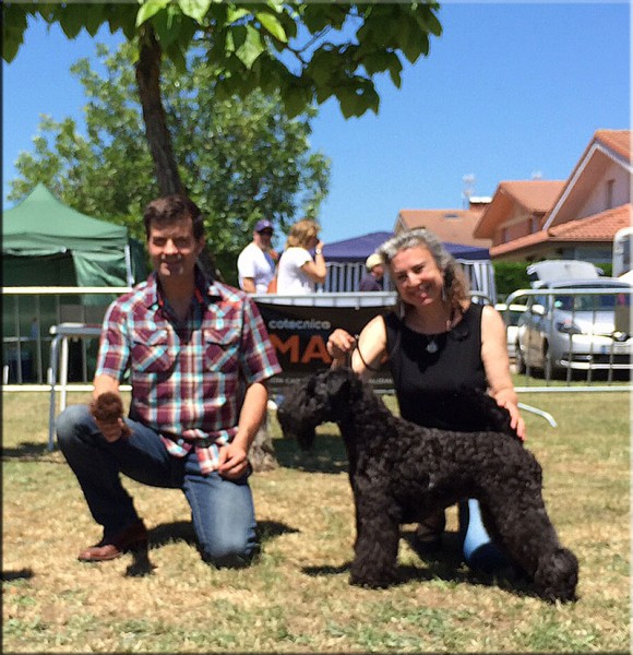 Kerry Blue Terrier.  Ch. La Cadiera Geisha.