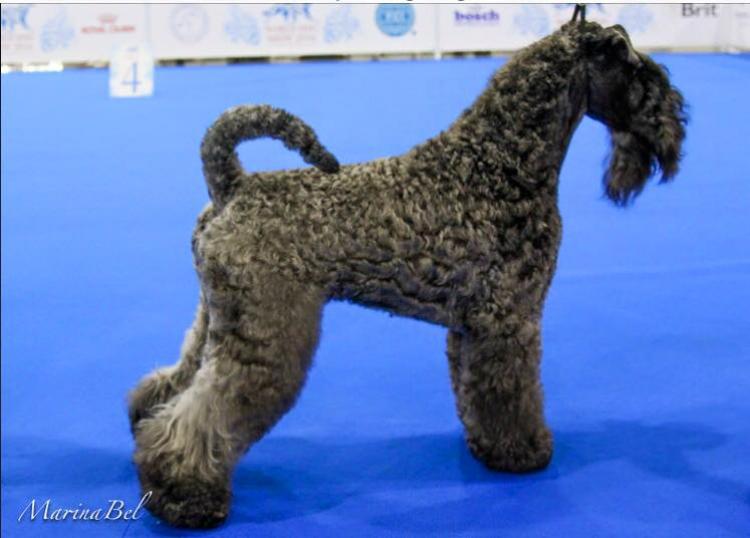 Kerry Blue Terrier.  Ch. La Cadiera Fenomeno Azul.
