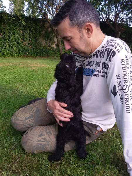 Miguel jugando con cachorros.