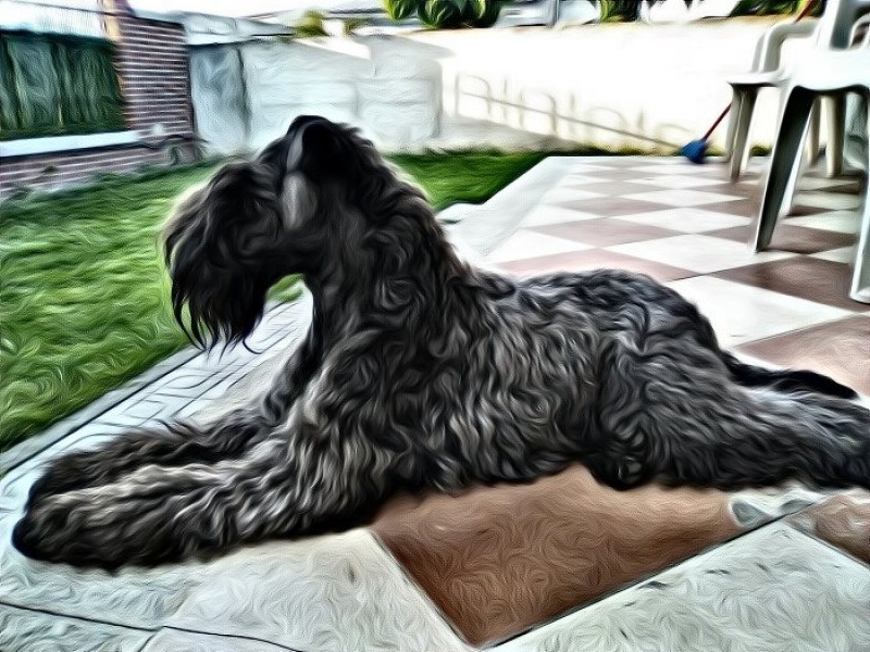 Kerry Blue Terrier. Jr.Ch. La Cadiera Felicity